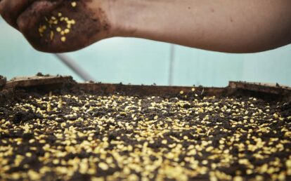 Reportage sur l’étape du semis à la volée