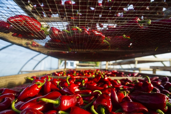 Tout savoir ou presque sur le piment d'Espelette 