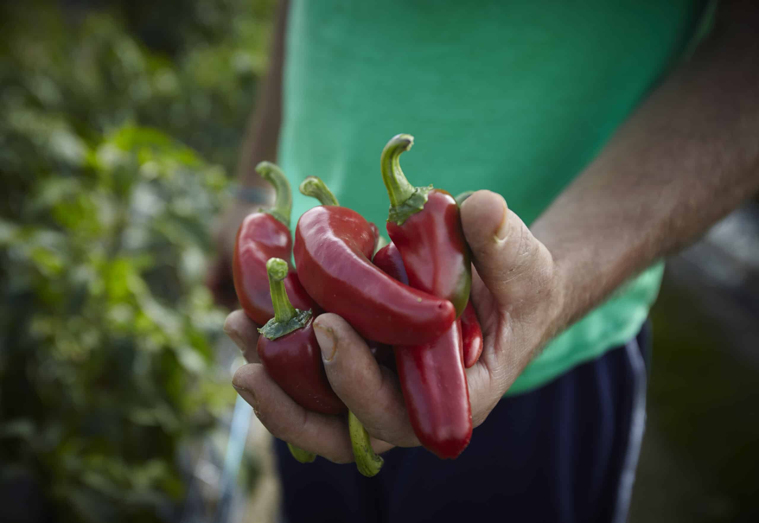 Poudre De Piment D'espelette Aop du Pays Basque en vente